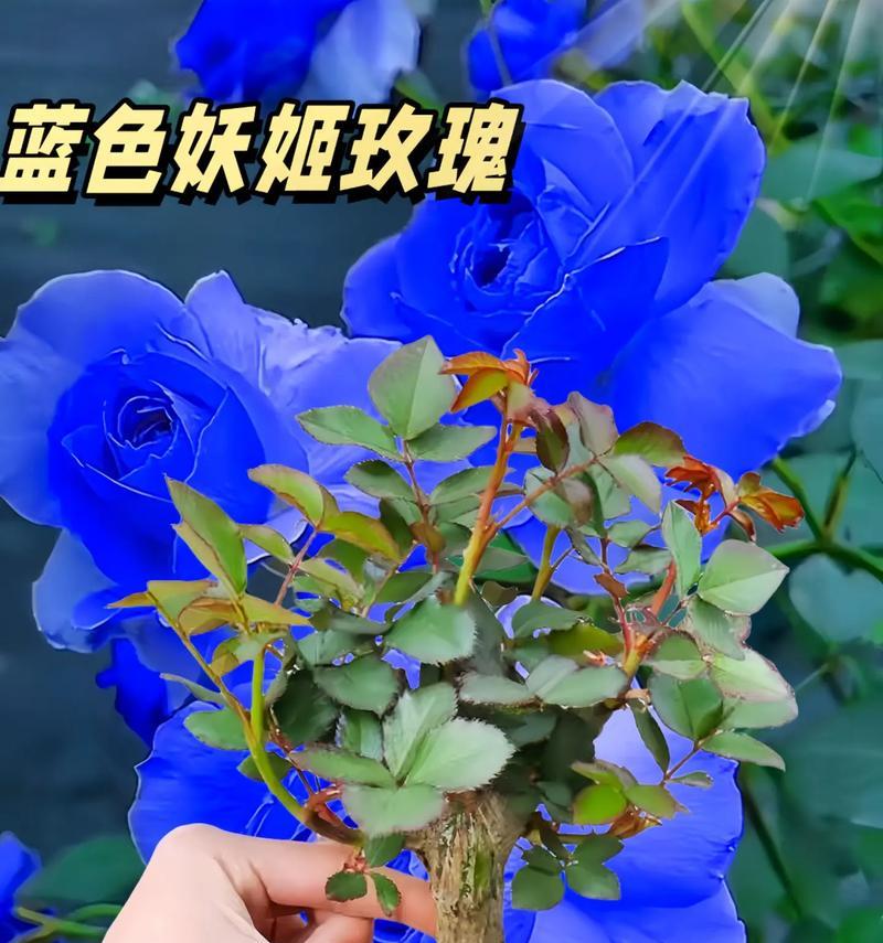 蓝色玫瑰花在观赏时有何特殊含义？