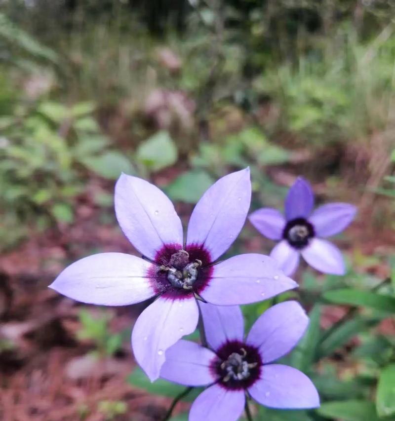 乡村代表花卉有何特殊含义？