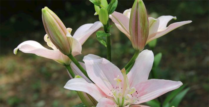 送女孩百合花有何含义？百合花代表什么情感？