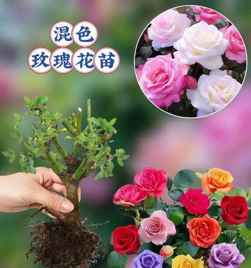 这三种颜色玫瑰花的含义是什么？