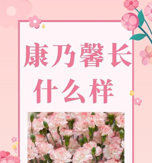 康乃馨如何象征母爱？