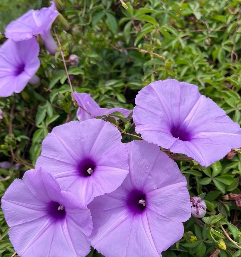 哪种花的花语代表保护？保护的花语有哪些？