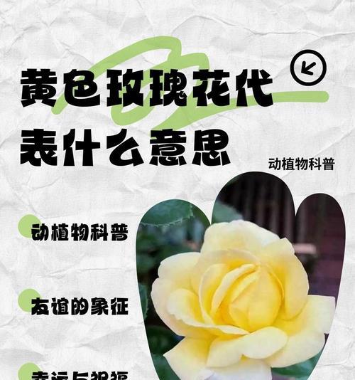 送几朵玫瑰花有何含义？玫瑰花数量代表什么意义？