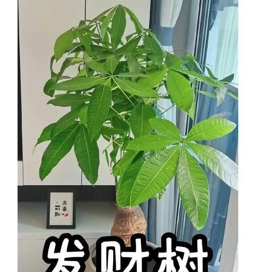 门前放大象盆栽有何寓意？