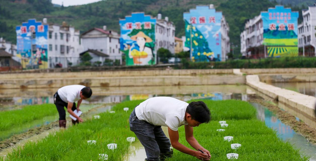 水稻稳产的弊端是什么？它有何负面影响？