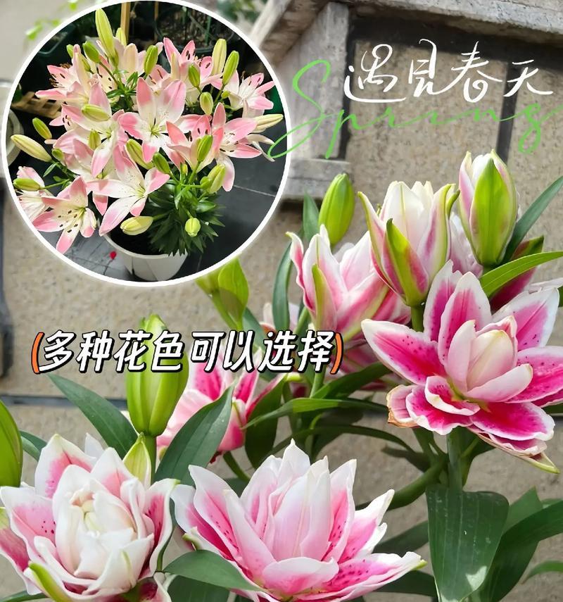 百合花象征吉祥如意有何深意？