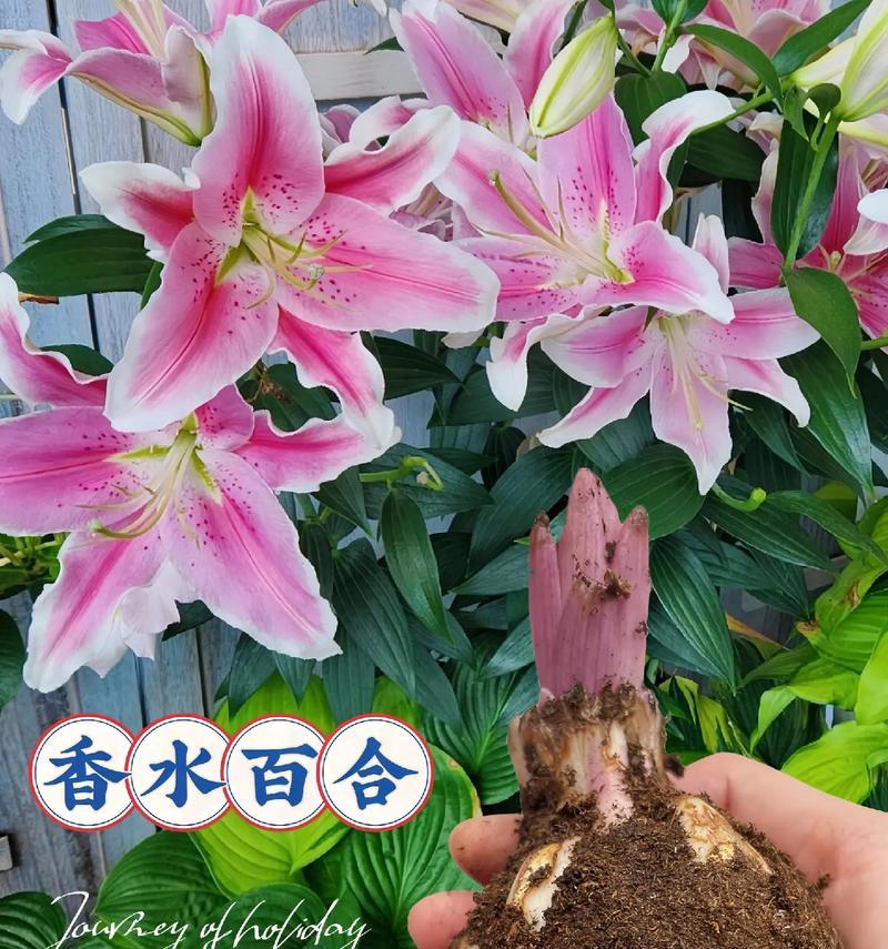 单身百合花语代表了什么？