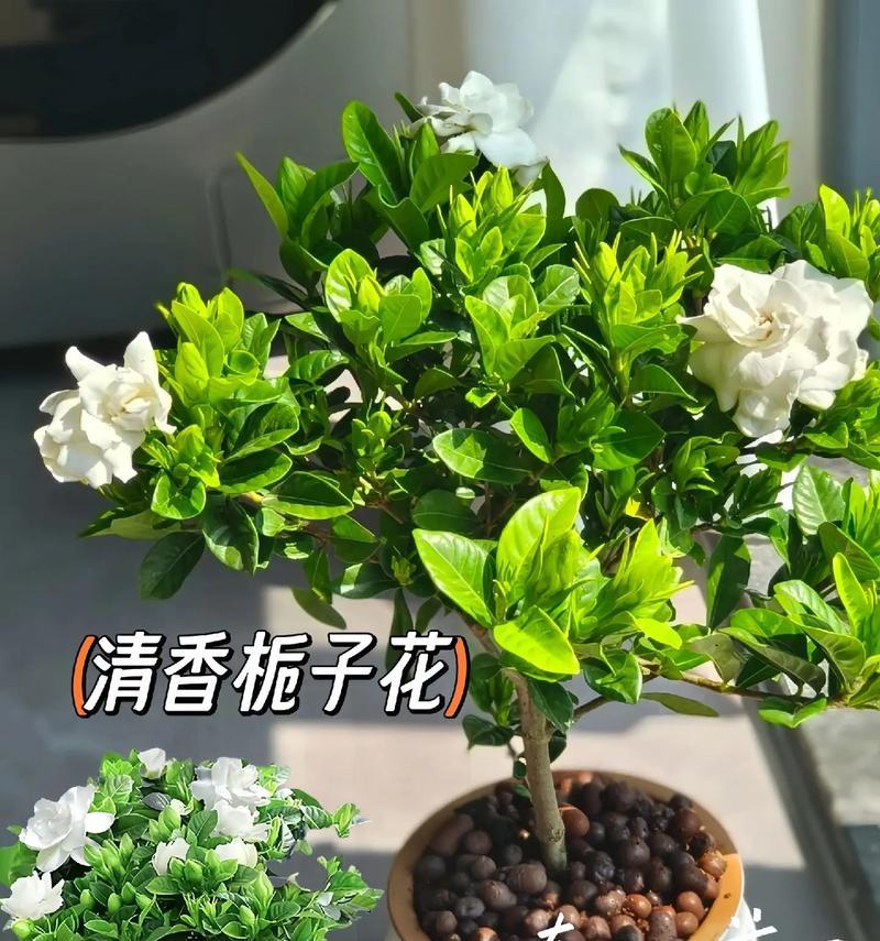 栀子花与玫瑰花的寓意是什么？栀子花与玫瑰花代表什么？