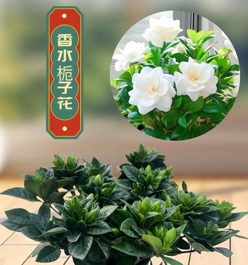 栀子花与玫瑰花的寓意是什么？栀子花与玫瑰花代表什么？