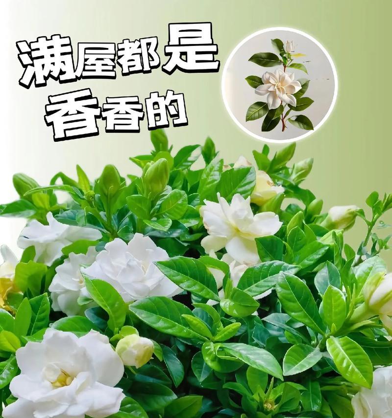 栀子花与玫瑰花的寓意是什么？栀子花与玫瑰花代表什么？