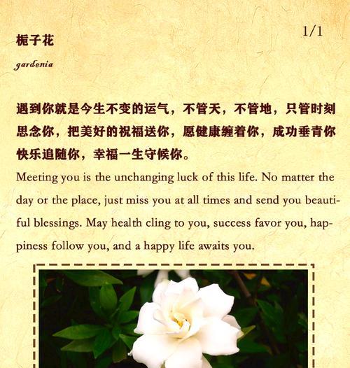 栀子花的花语是什么？它通常代表什么？