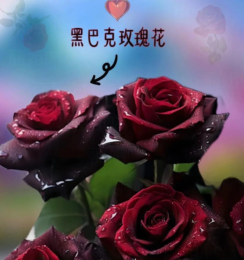 抖音送你玫瑰花什么意思？抖音送花的含义是什么？