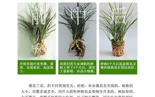 四季兰君子兰的种植方法是什么？种植过程中常见问题有哪些？