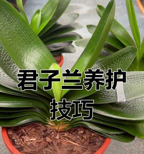 君子兰可以用土松树枝种植吗？正确的种植和养护方法是什么？